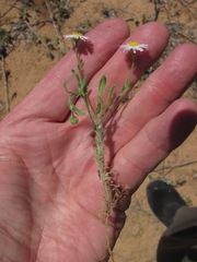 Erigeron bellidiastrum