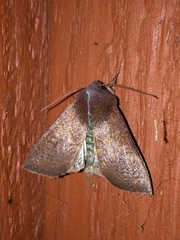 Orthosia transparens