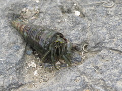 Clibanarius longitarsus