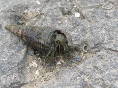 Clibanarius longitarsus