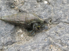 Clibanarius longitarsus