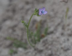 Gilia tenuiflora