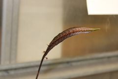 Bulbophyllum maximum