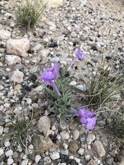 Salvia whitehousei