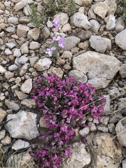 Salvia whitehousei