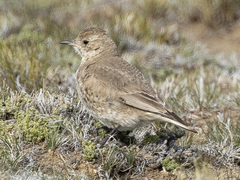 Short-Billed Miner photo 5