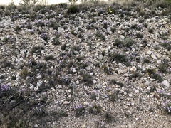 Salvia whitehousei