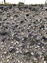 Salvia whitehousei