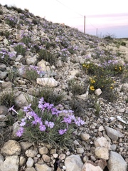Salvia whitehousei