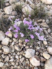 Salvia whitehousei