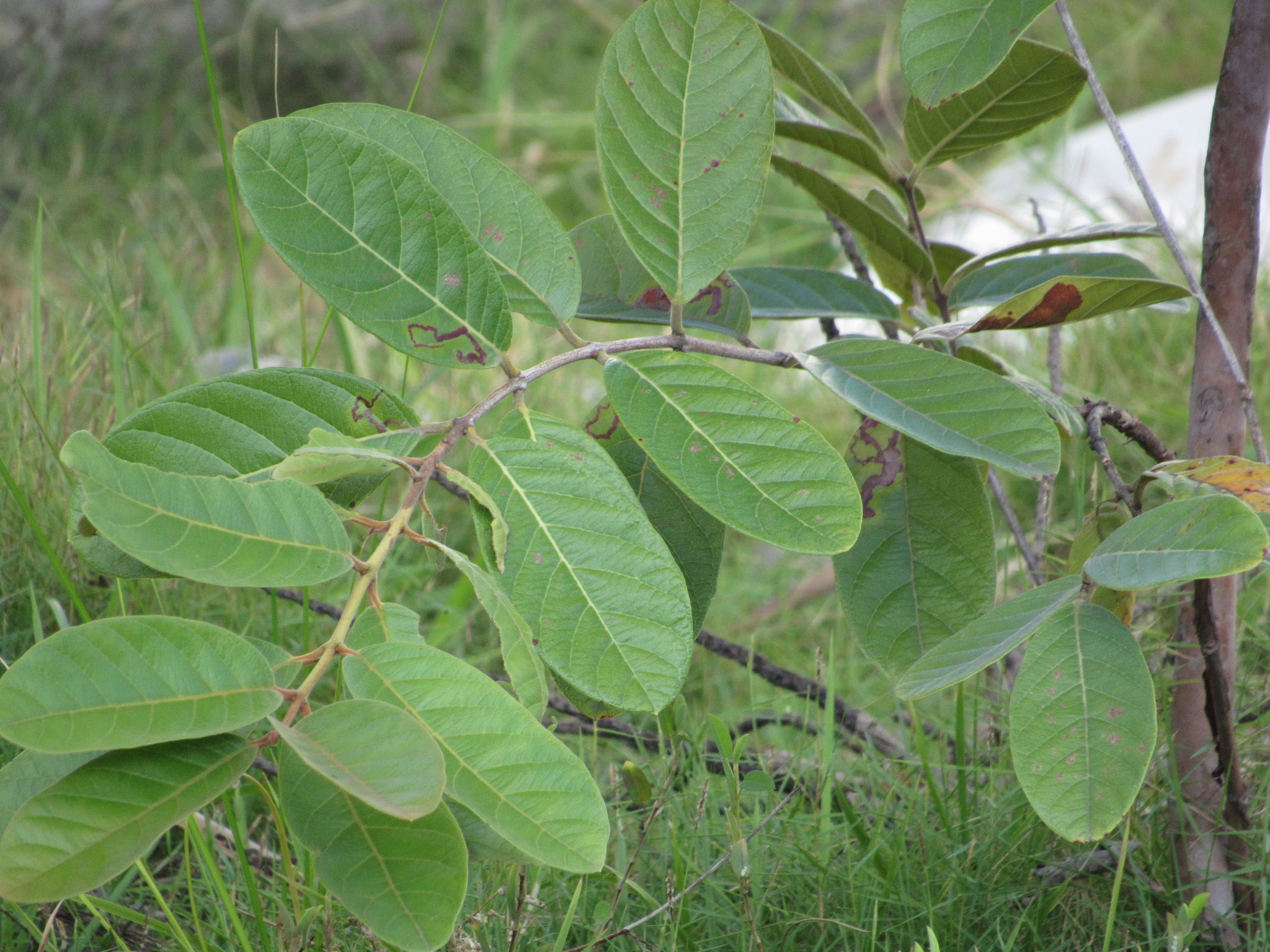 Imagem de Araçá-do-campo