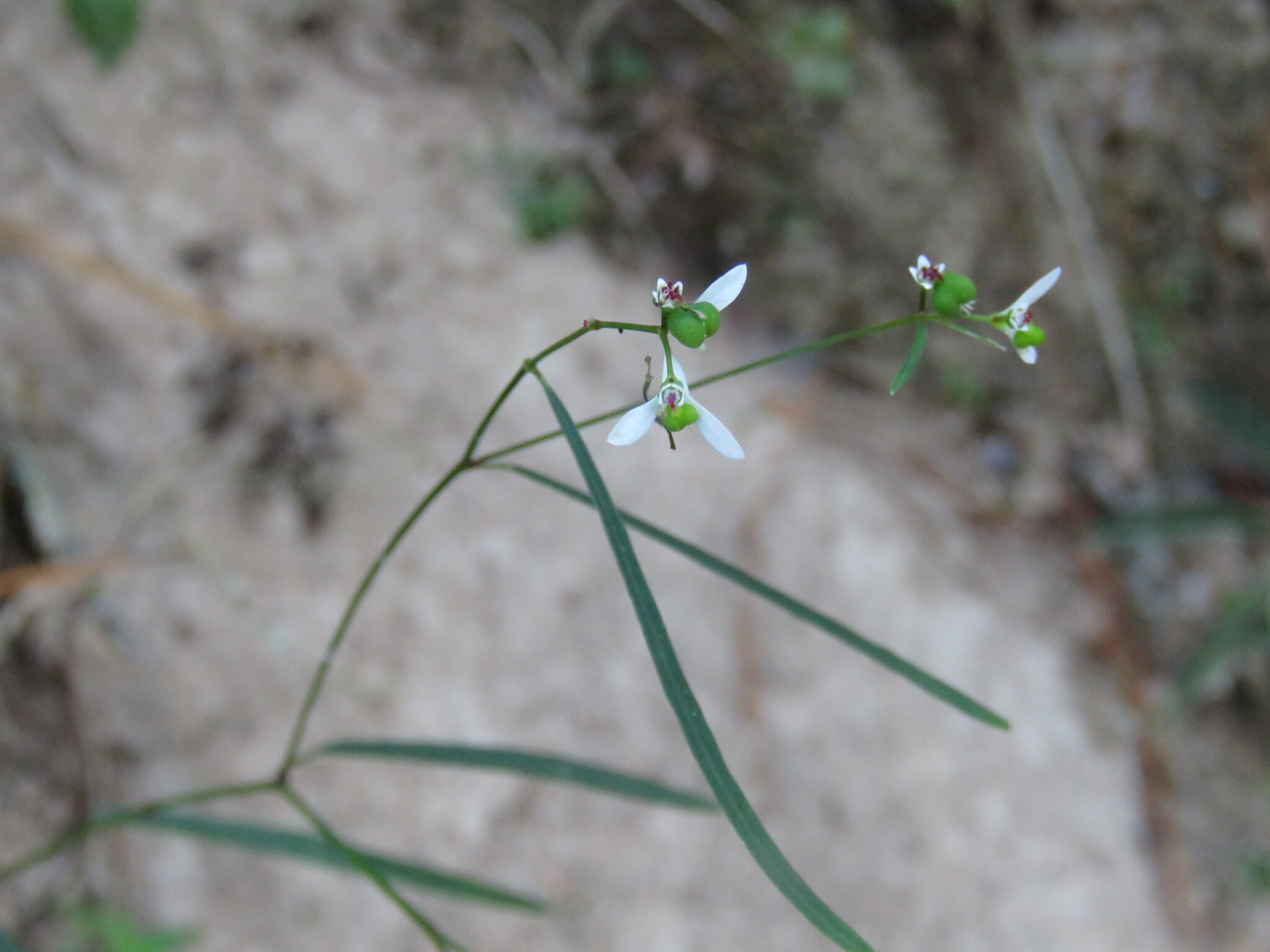 Euphorbia graminea var. novogaliciana