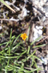 Gazania linearis linearis