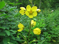 Lysimachia davurica