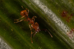 Orectognathus antennatus