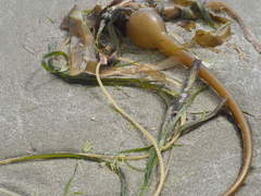 Lessoniaceae