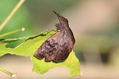 Camptopleura