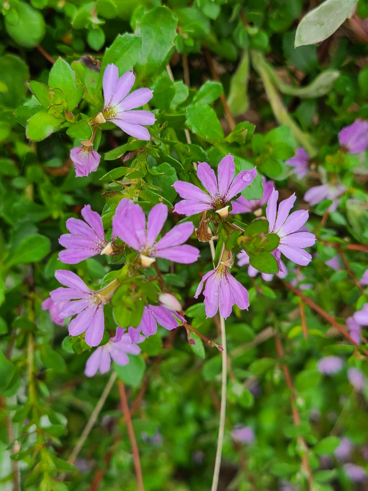 Imagem de Scaevola
