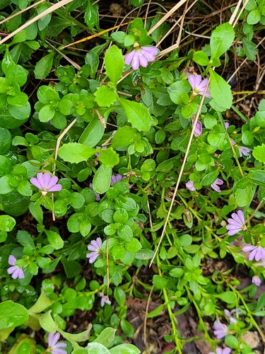 Scaevola