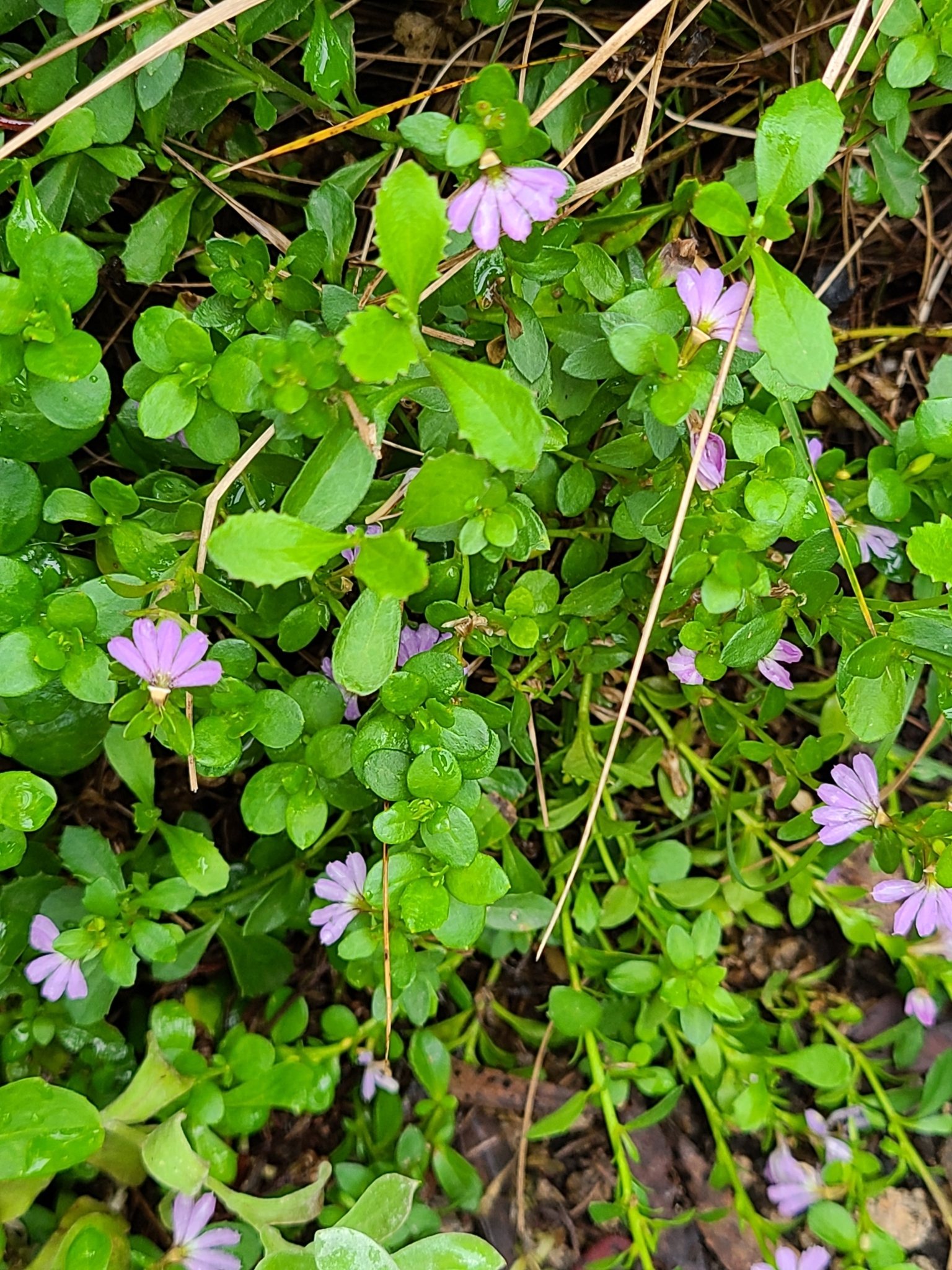Imagem de Scaevola