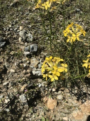 Erysimum franciscanum
