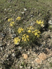 Erysimum franciscanum