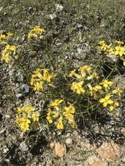 Erysimum franciscanum