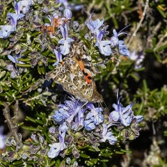 Vanessa cardui