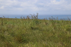Carex zuluensis