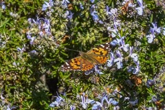 Vanessa cardui