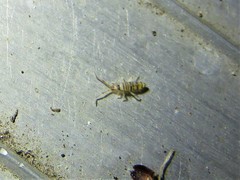 Entomobrya atrocincta