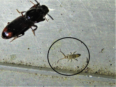 Entomobrya atrocincta