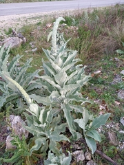 Verbascum macrurum