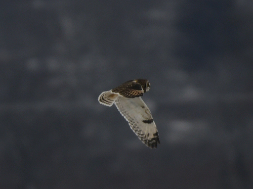 Short-eared Owl photographed in West Virginia