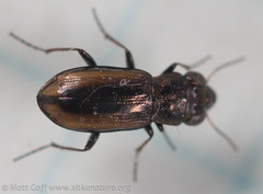 Notiophilus sylvaticus