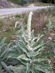 Verbascum macrurum