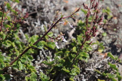 Aeollanthus parvifolius