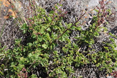 Aeollanthus parvifolius