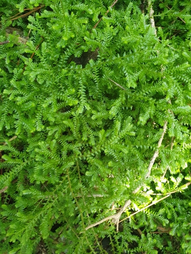 Foto de Samambaia-de-jardim
