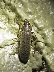 Sparedrus aspersus