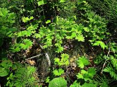Primula matthioli discolor