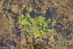 Cardamine umbellata