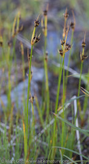 Juncus castaneus