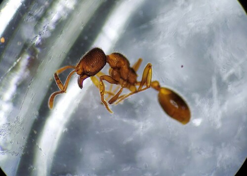 Stenamma schmittii