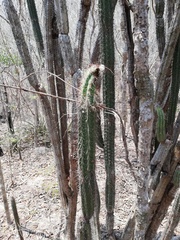 Pilosocereus