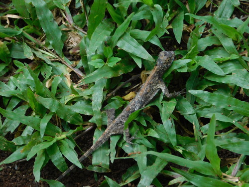 Common Flying Dragon