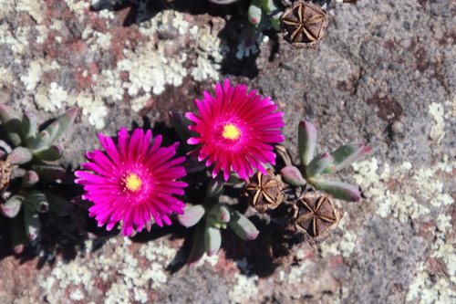 Image of Lampranthus fugitans by (c) Tony Rebelo, some rights reserved (CC BY-SA)