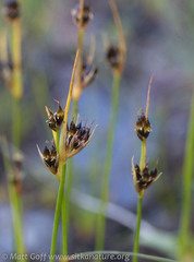 Juncus castaneus