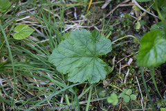 Pectiantia pentandra