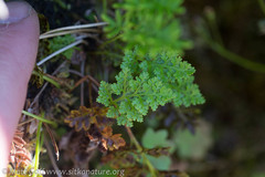 Cryptogramma sitchensis